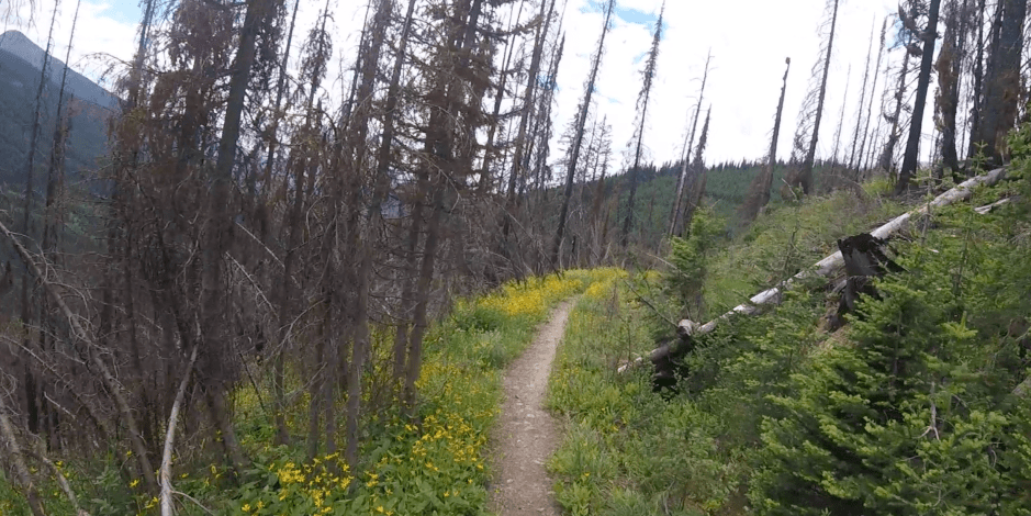 Screen Shot 2017-11-26 at 8.38.19 AM